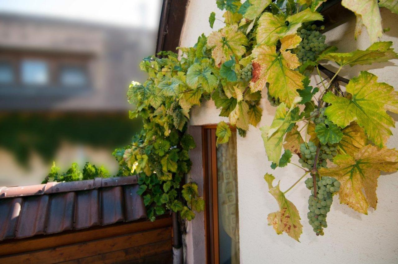 Weingut Landmann Ferienwohnungen Freiburg im Breisgau Exterior foto