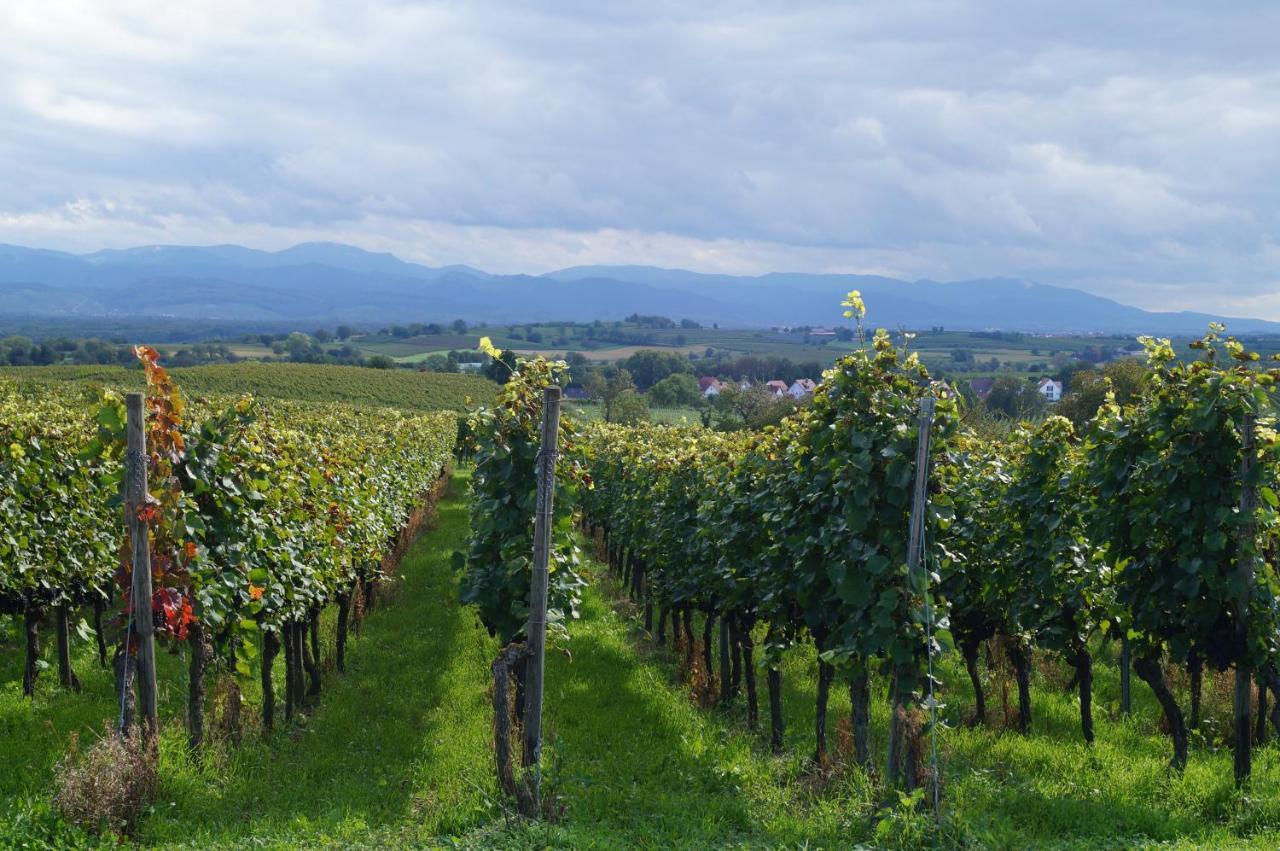 Weingut Landmann Ferienwohnungen Freiburg im Breisgau Exterior foto