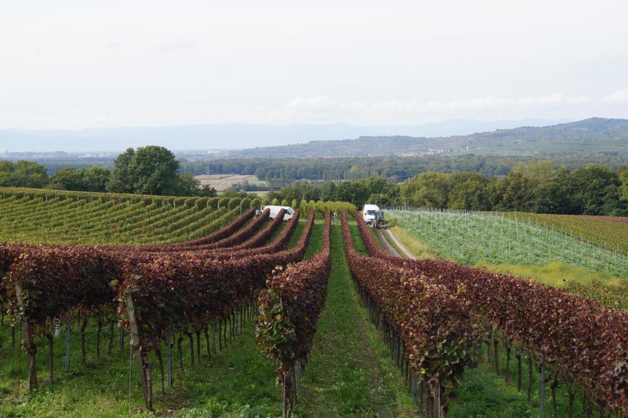 Weingut Landmann Ferienwohnungen Freiburg im Breisgau Exterior foto